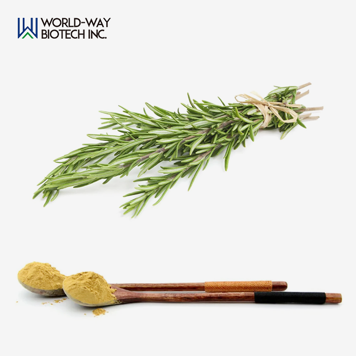 Rosemary Extract Rosemary Extract